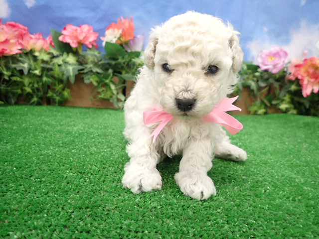 赤ちゃん写真3-1