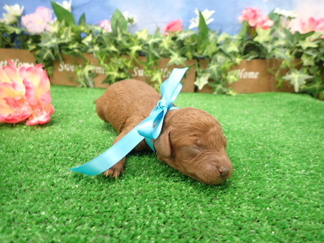 赤ちゃん写真1-2