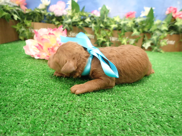 赤ちゃん写真1-2