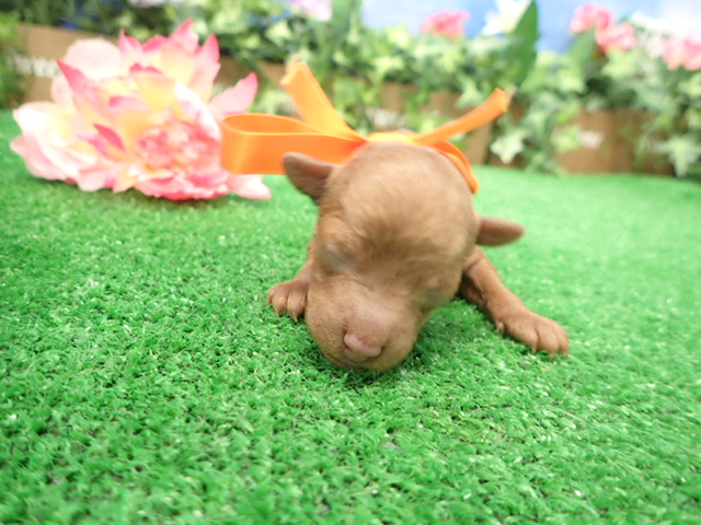 赤ちゃん写真1-1