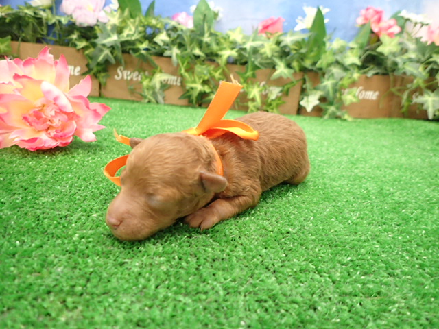 赤ちゃん写真1-2