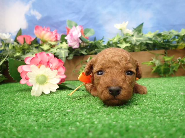 赤ちゃん写真2-1