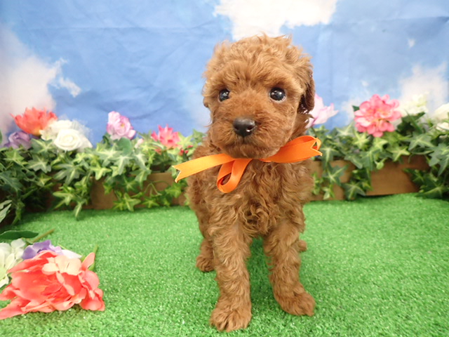 トイ・プードル