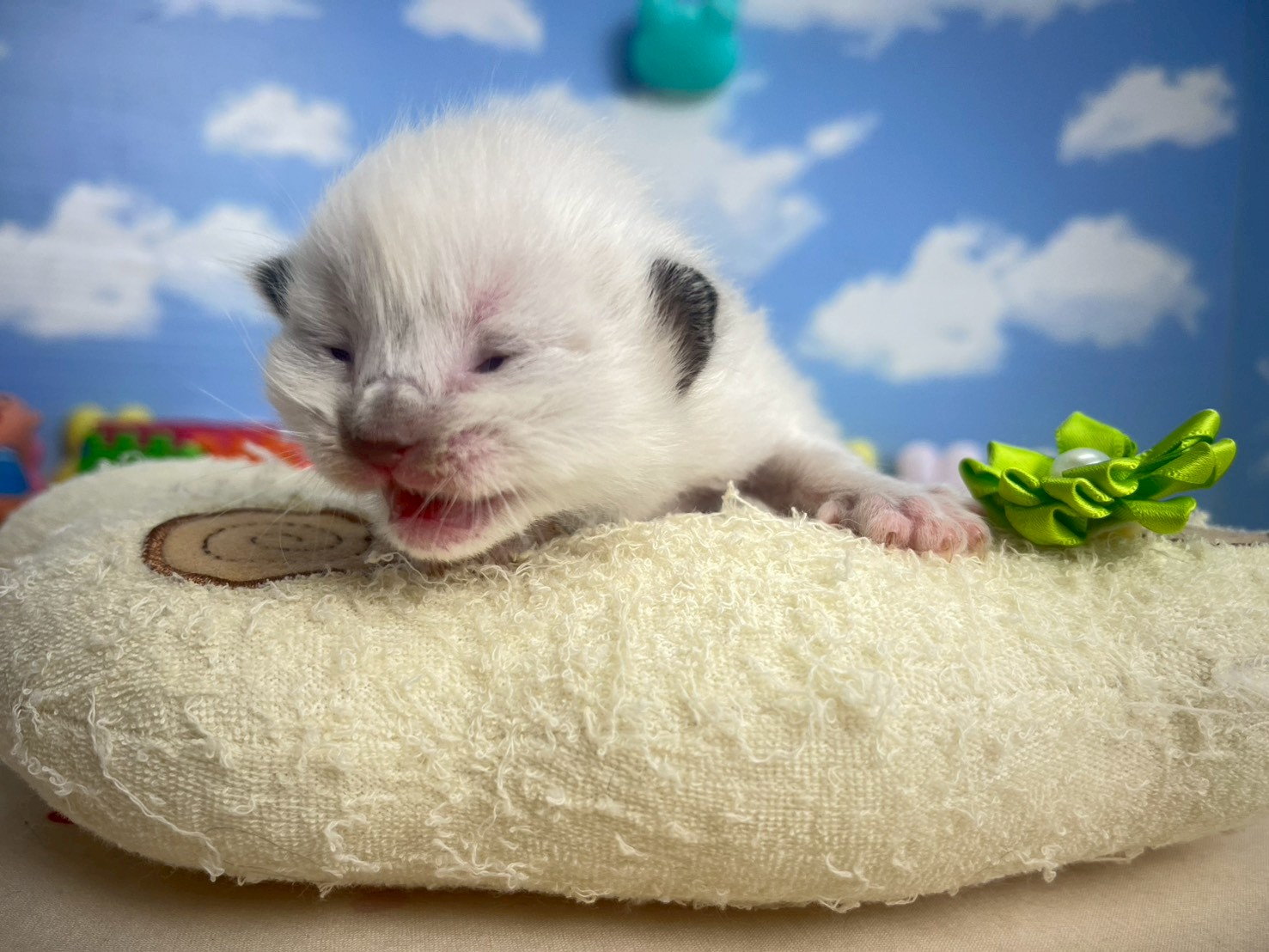 赤ちゃん写真1-1