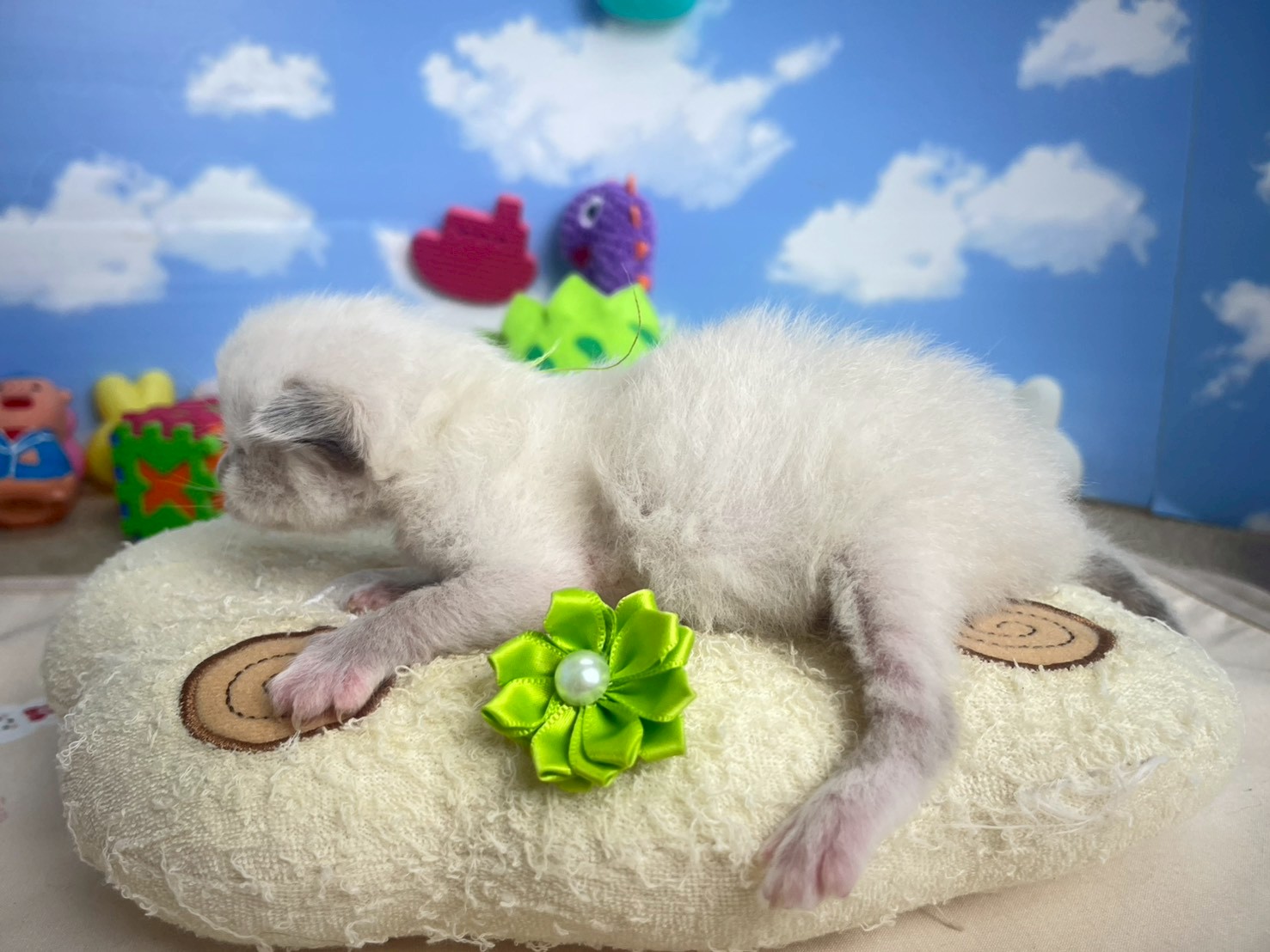 赤ちゃん写真1-2