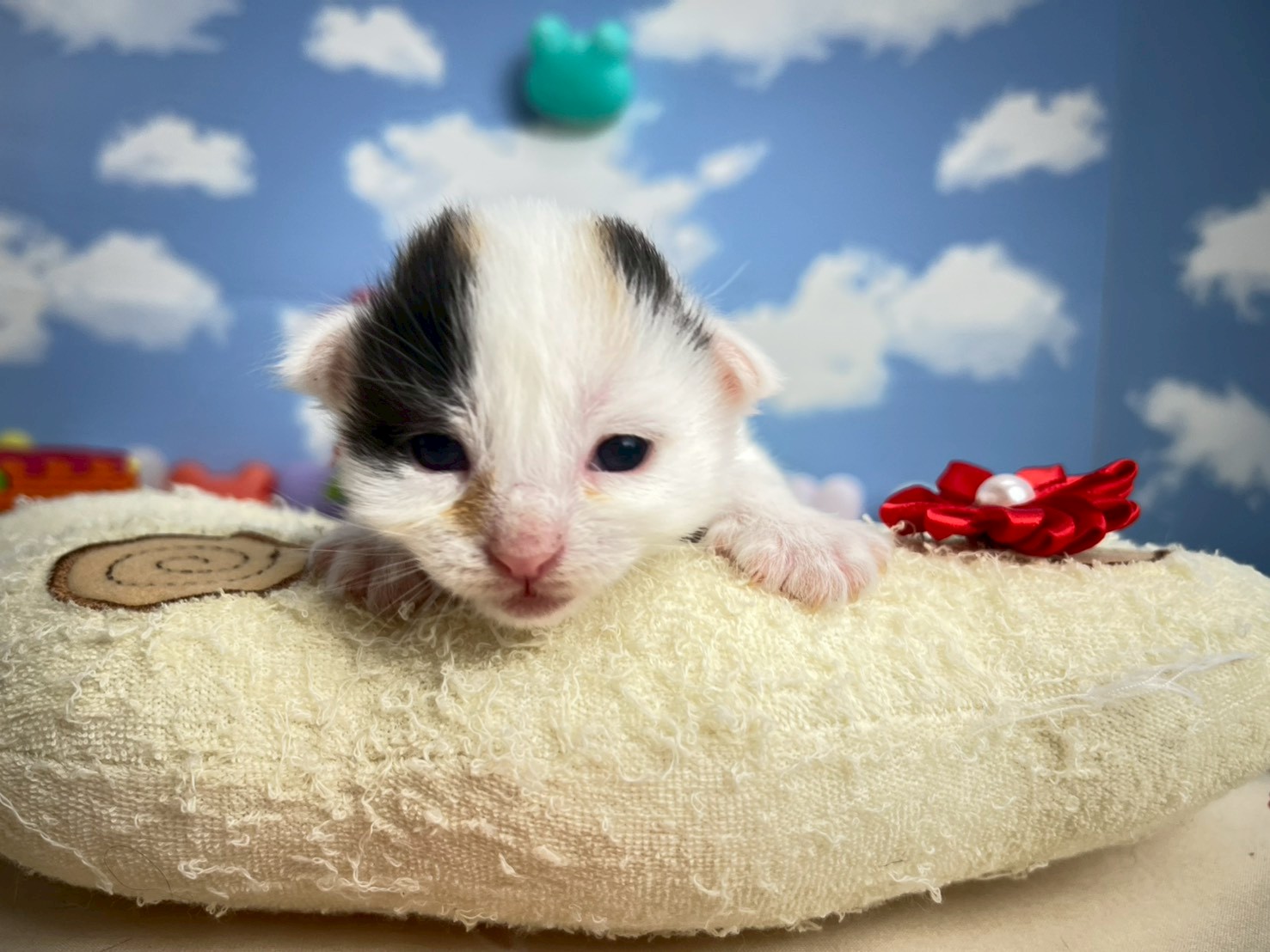 赤ちゃん写真1-1