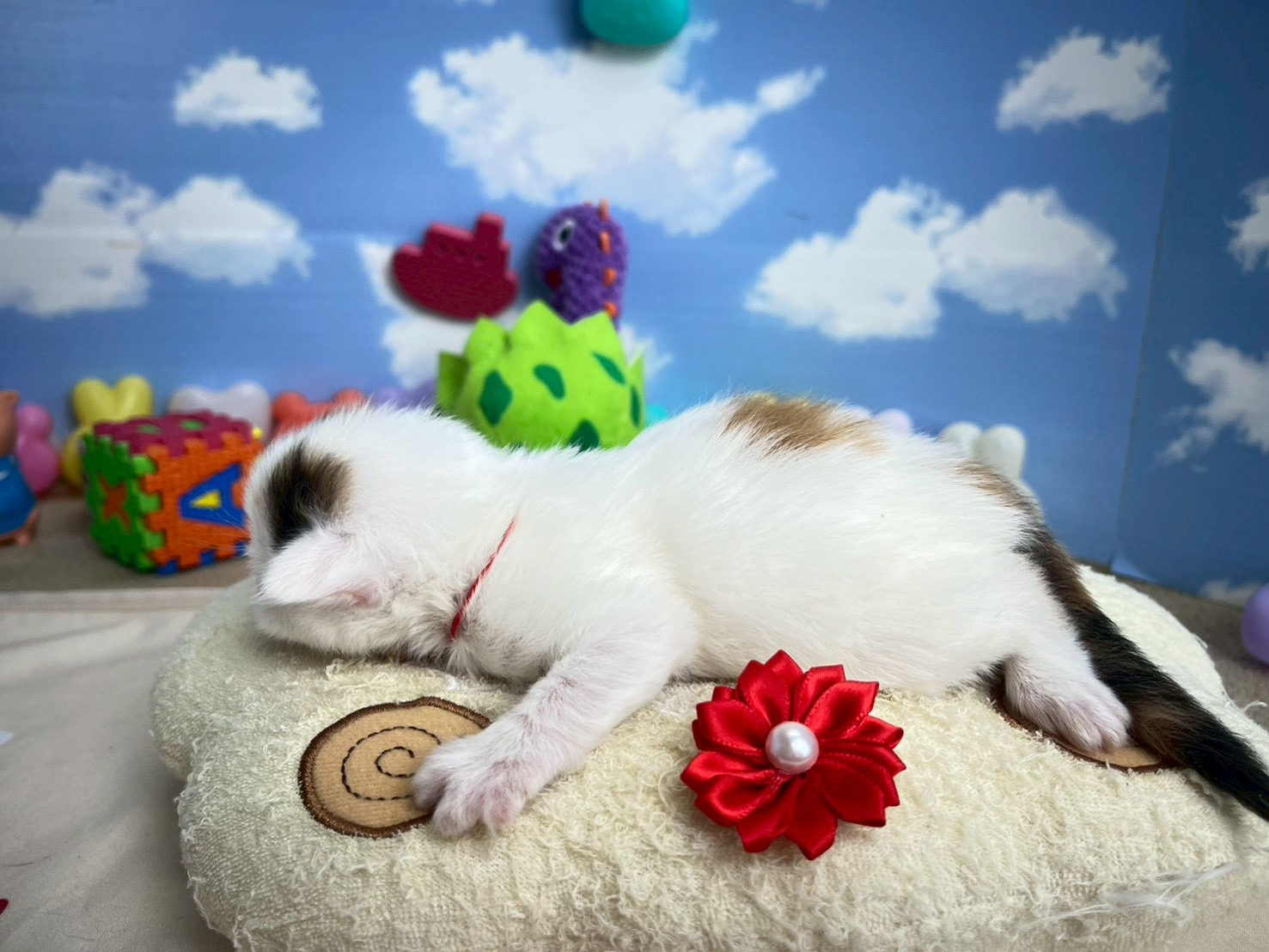 赤ちゃん写真1-2