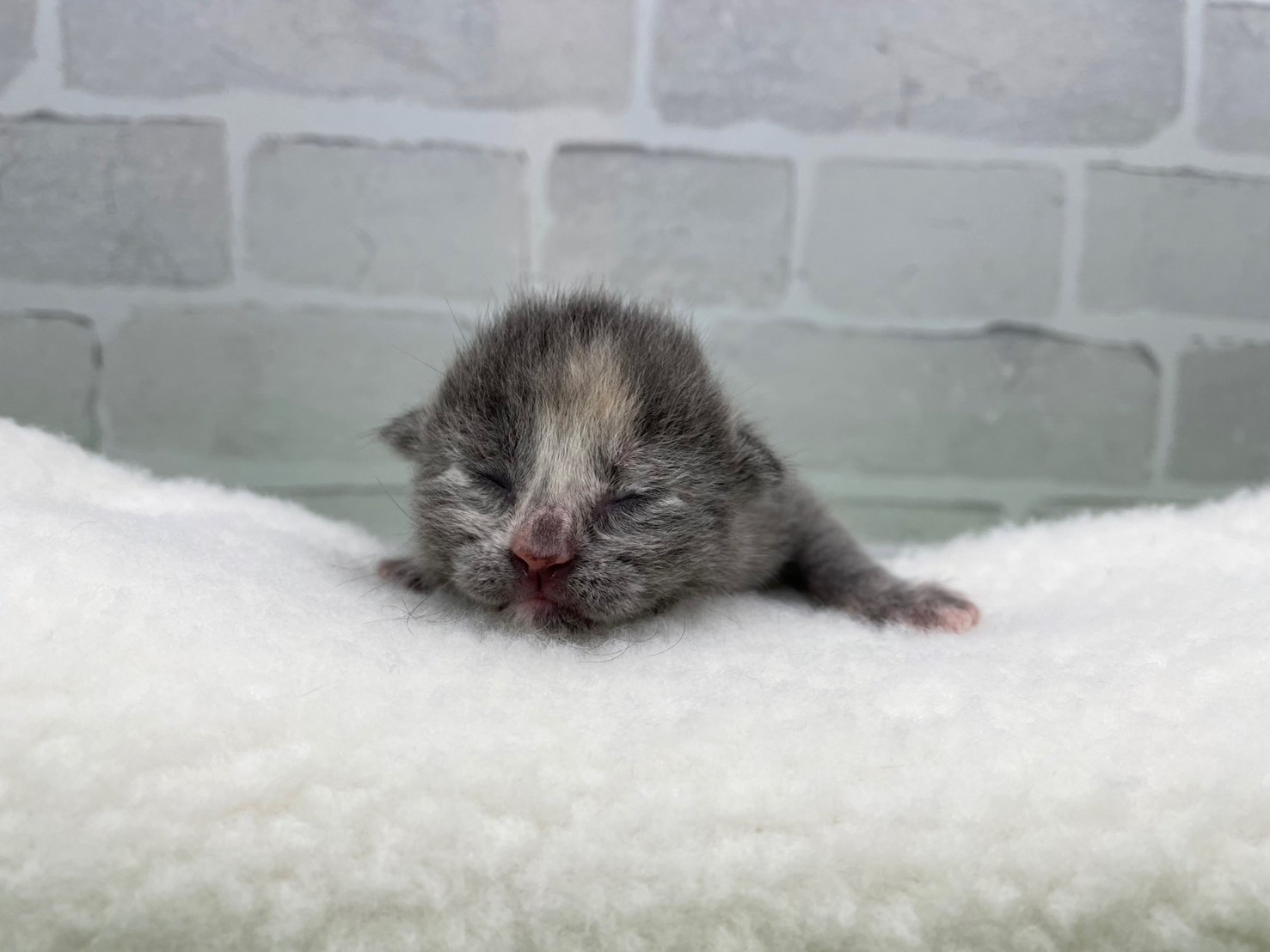 赤ちゃん写真1-1