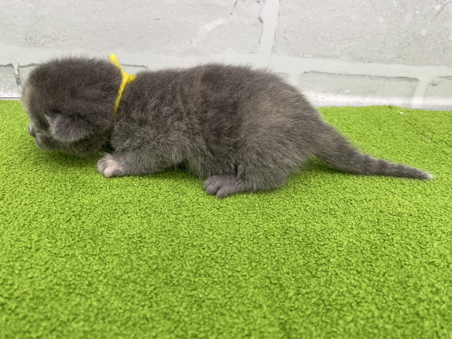 赤ちゃん写真1-2