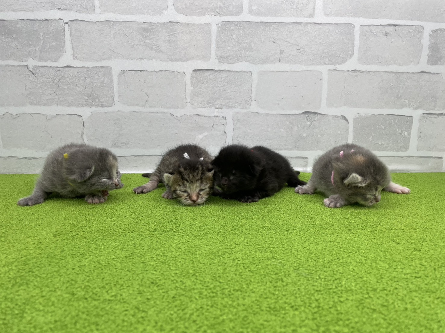 赤ちゃん写真1-3