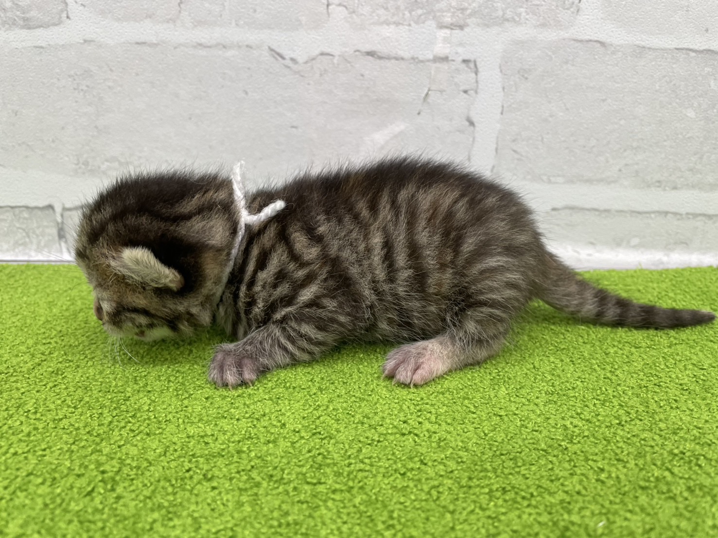 赤ちゃん写真1-2