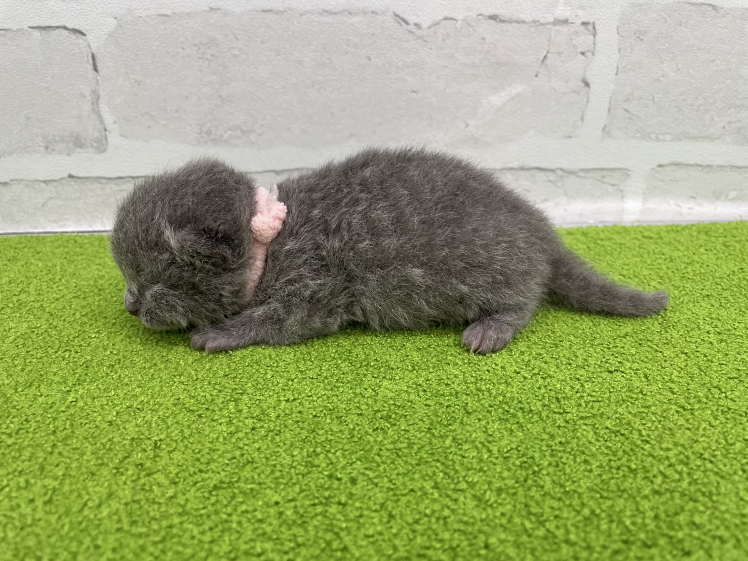 赤ちゃん写真1-2