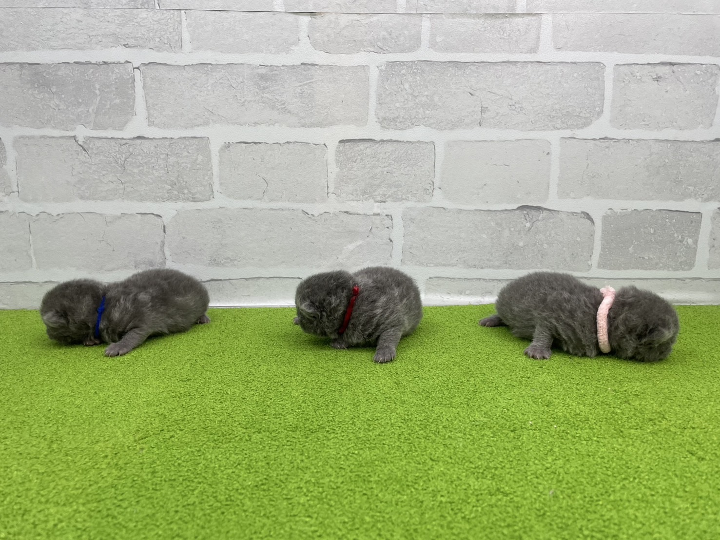 赤ちゃん写真1-3