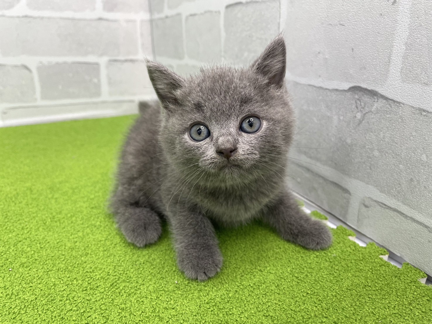 シャルトリュー