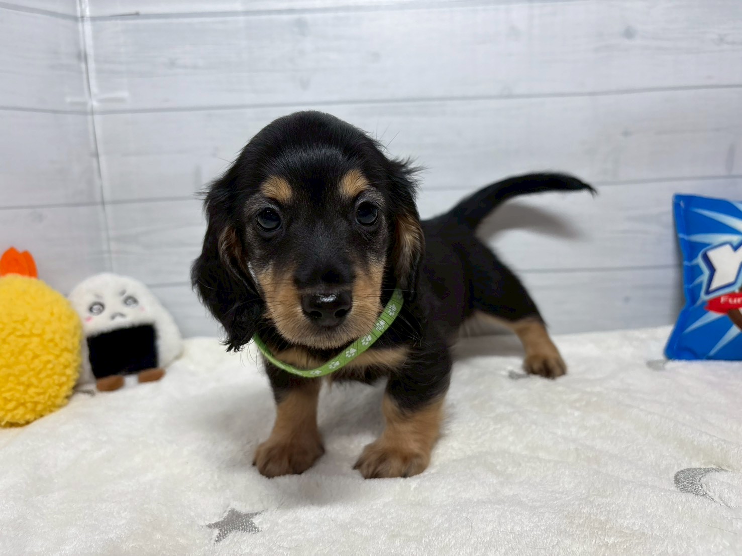 ミニチュア・ダックスフンド