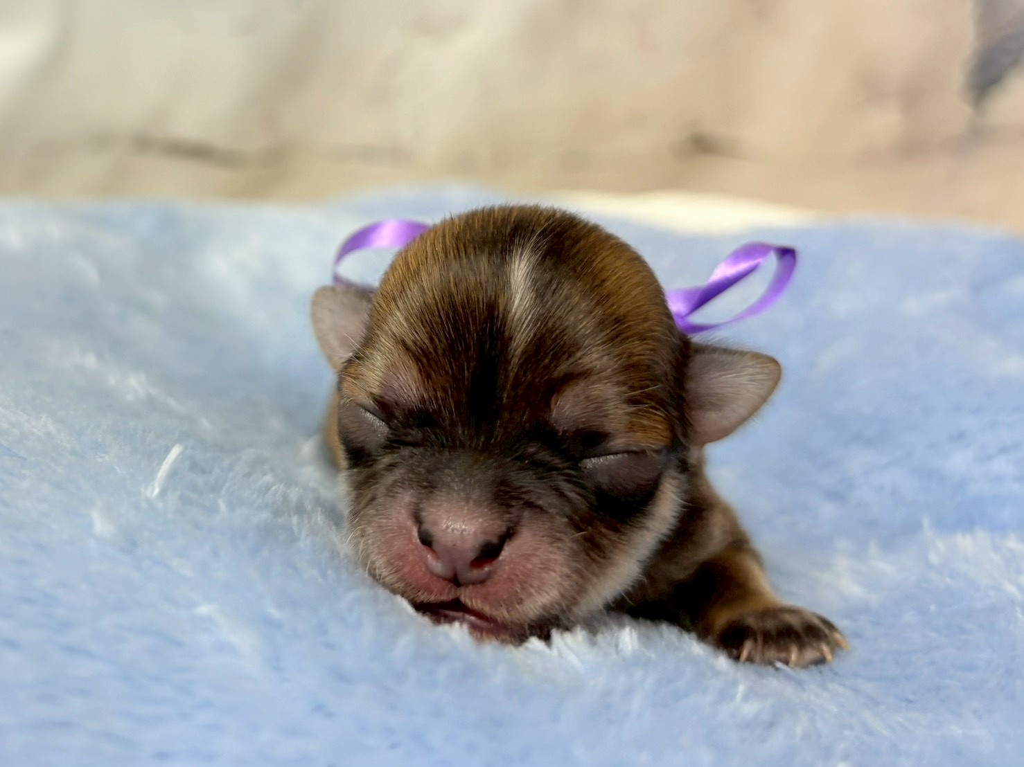 チワワ（ロングコート）