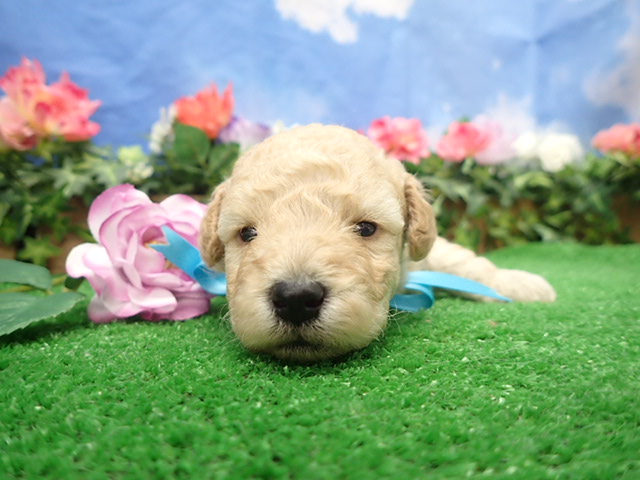 赤ちゃん写真2-1