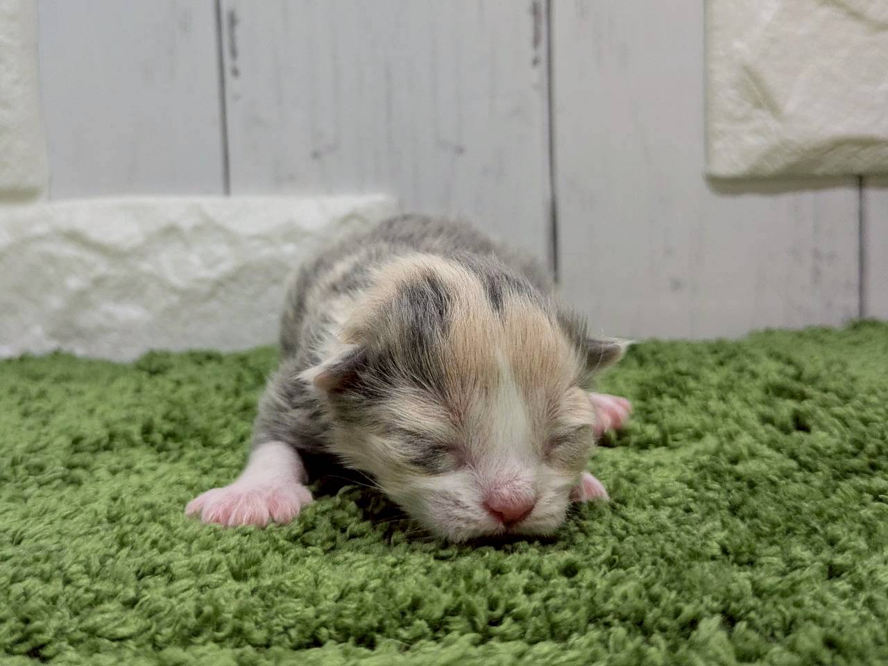 赤ちゃん写真1-1