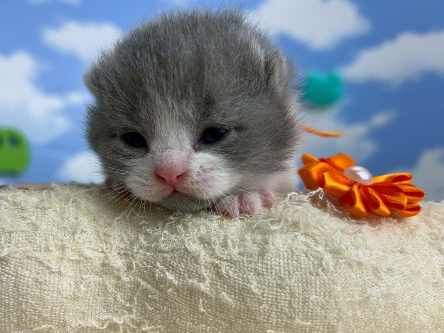 赤ちゃん写真1-1