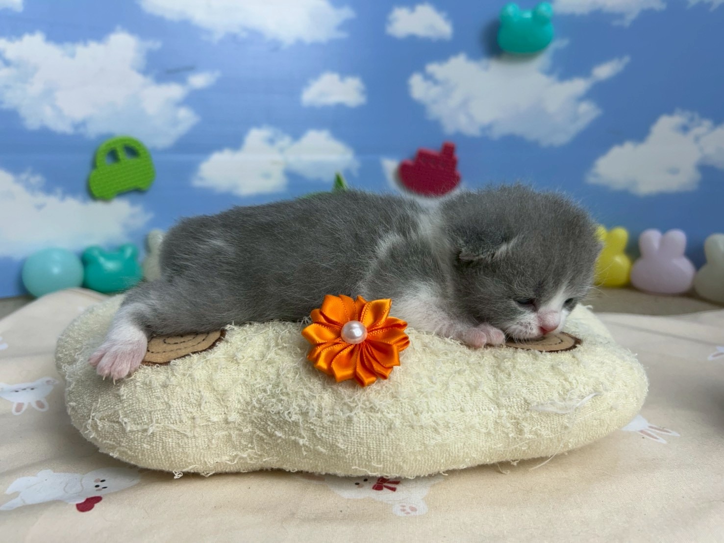 赤ちゃん写真1-2