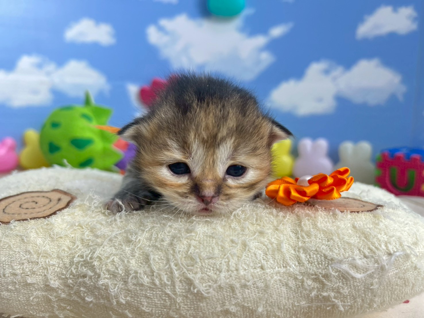 赤ちゃん写真1-1