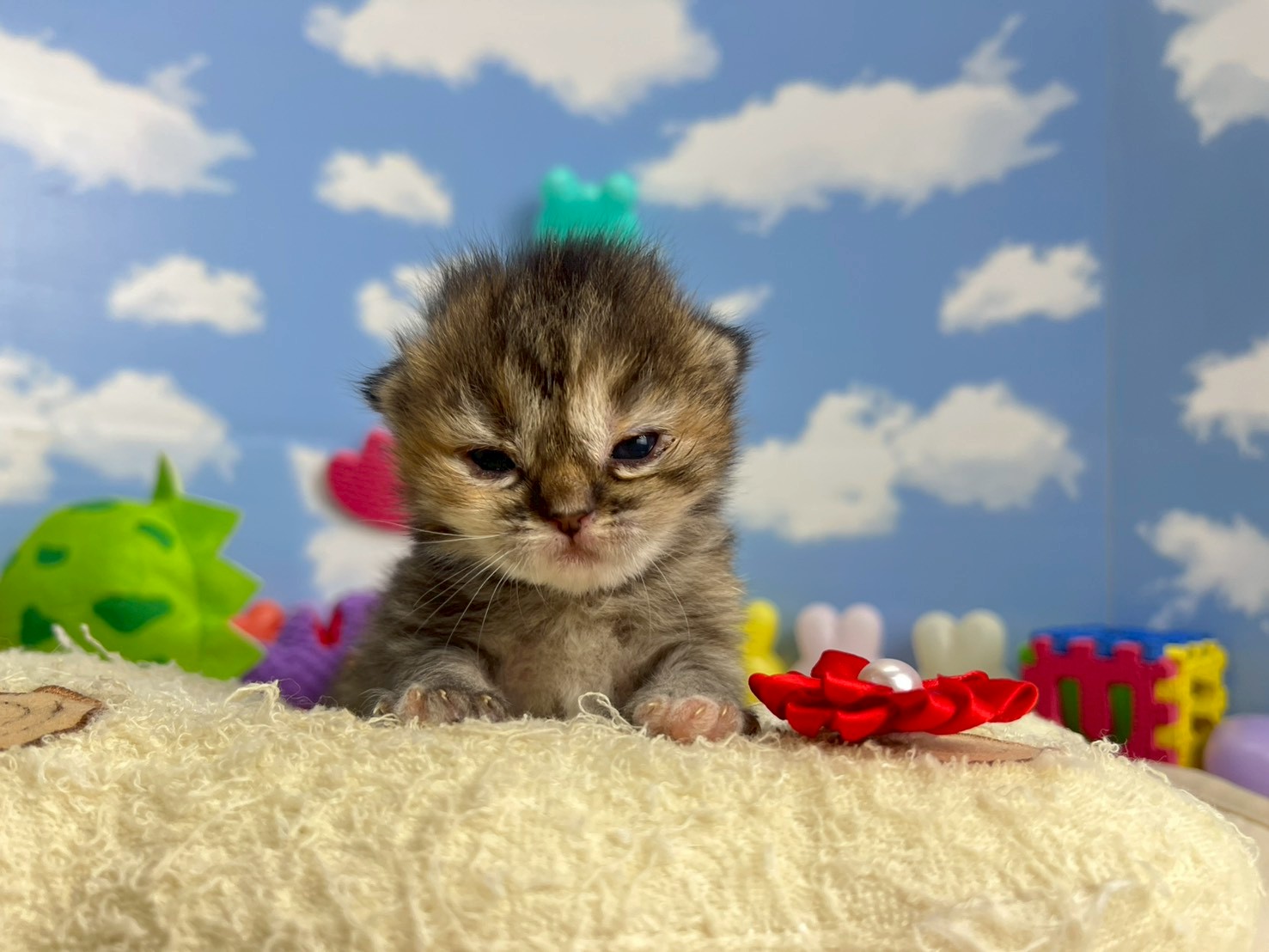 赤ちゃん写真1-1