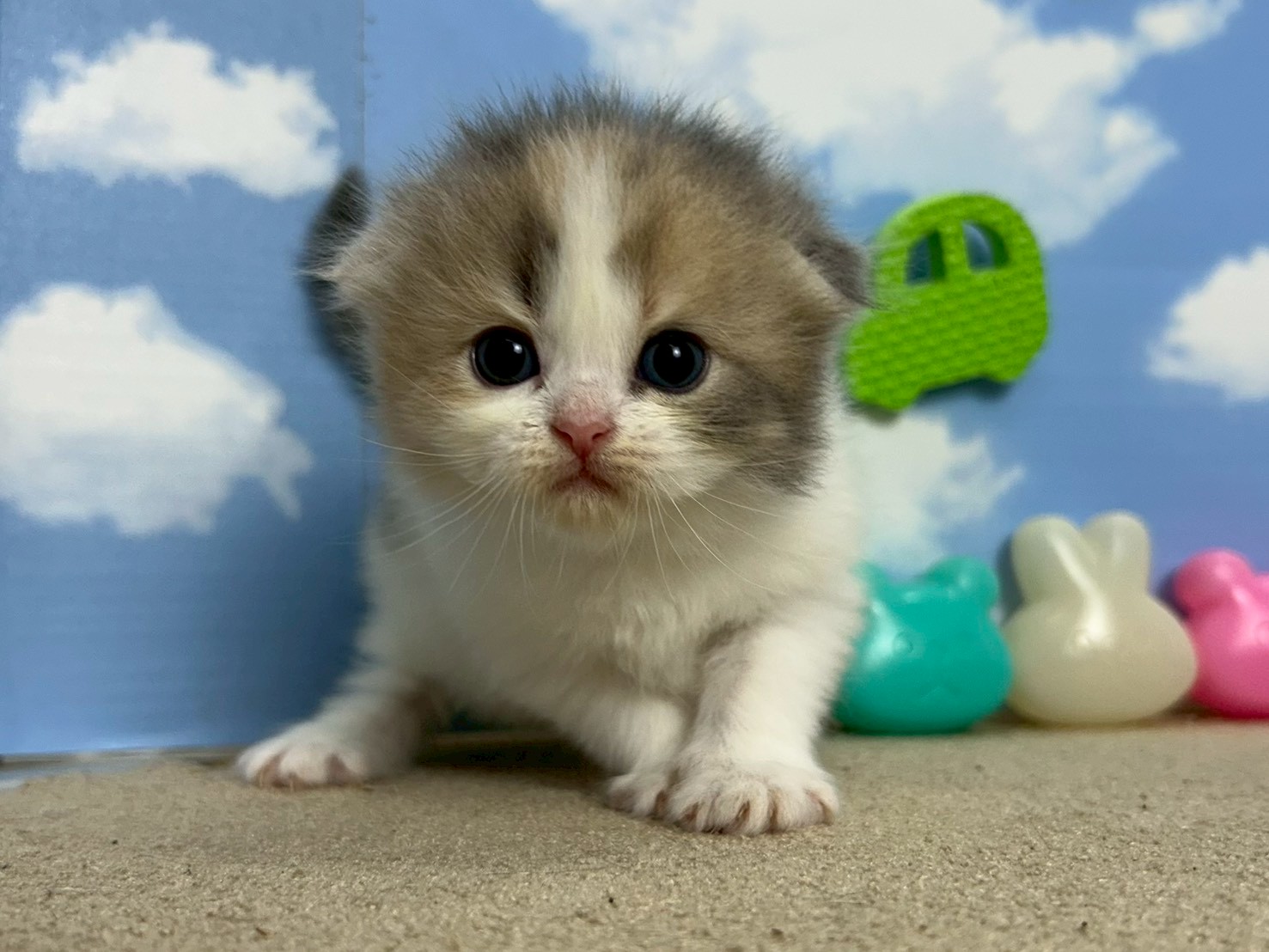 スコティッシュフォールド