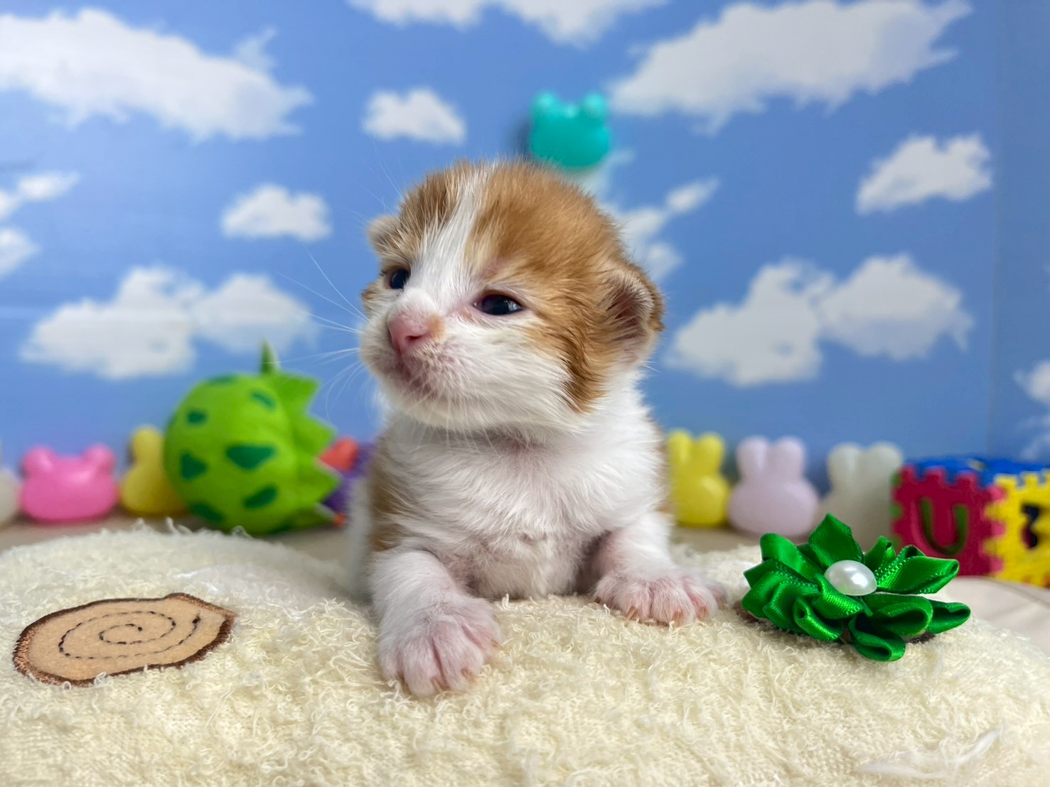 赤ちゃん写真1-1