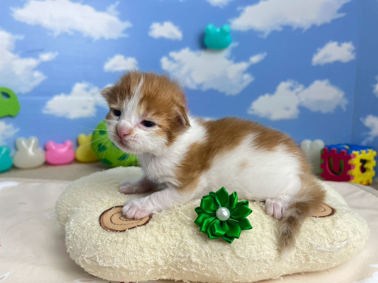 赤ちゃん写真1-2