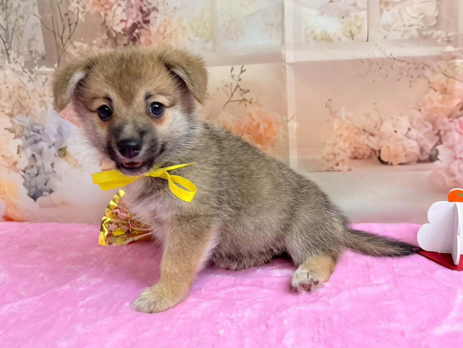 赤ちゃん写真3-2