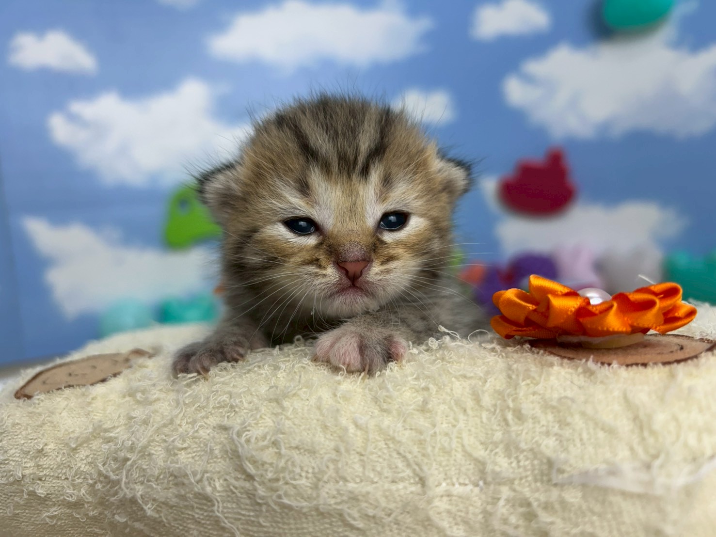 マンチカン（長足）
