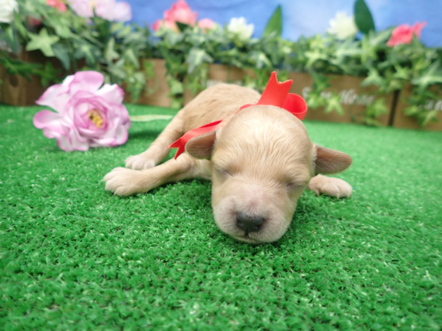 赤ちゃん写真1-1