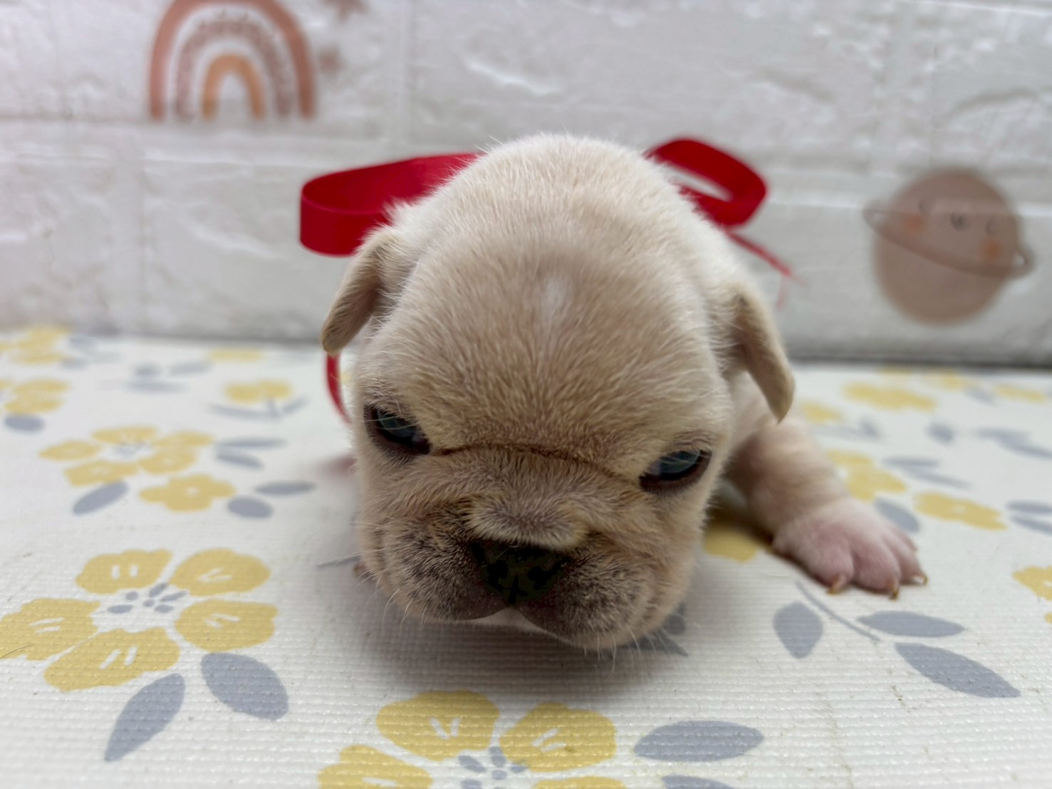 フレンチブルドッグ