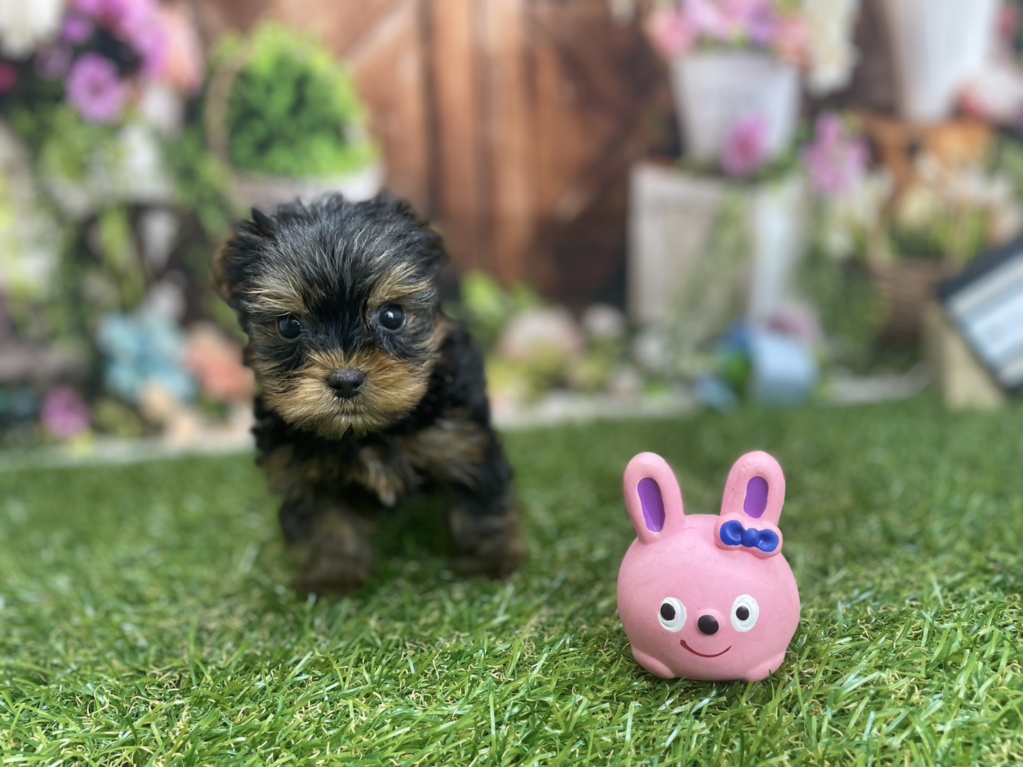 ヨークシャーテリア