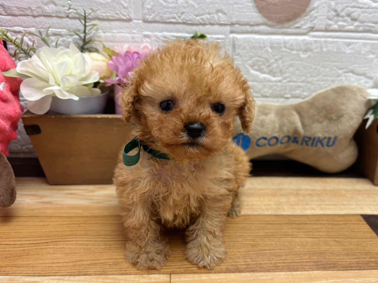 赤ちゃん写真3-1