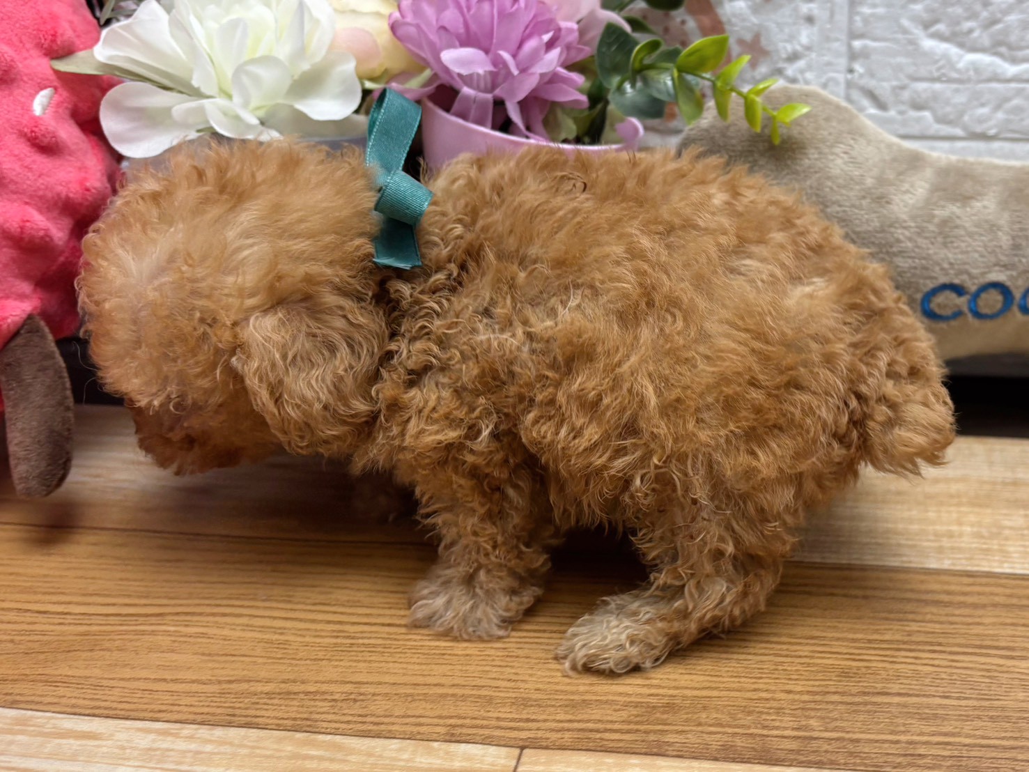 赤ちゃん写真3-2