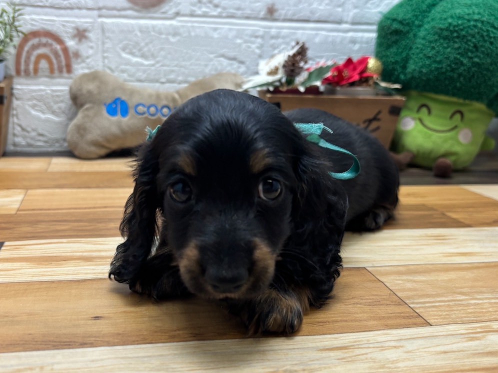 ミニチュア・ダックスフンド