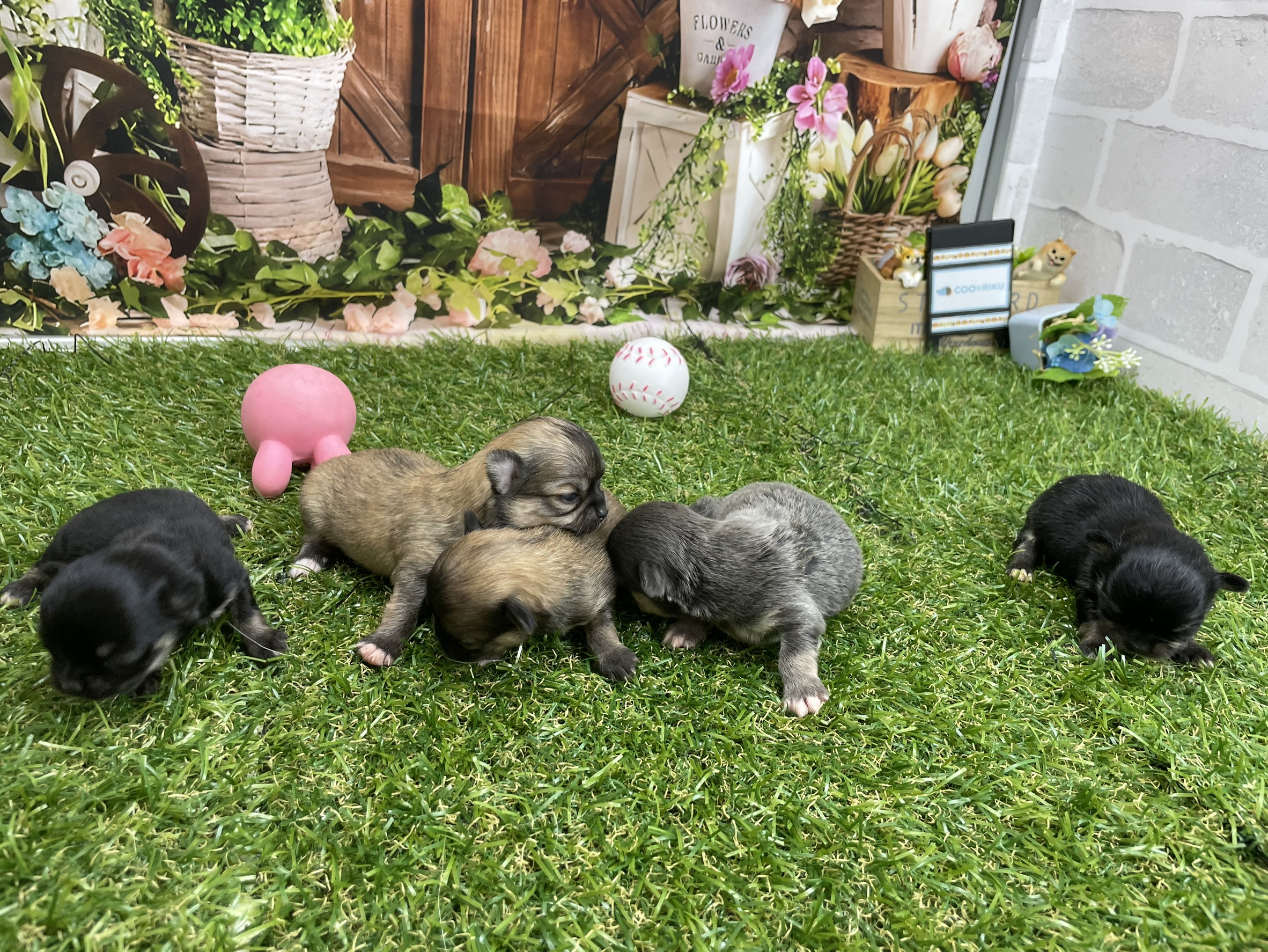 赤ちゃん写真1-3