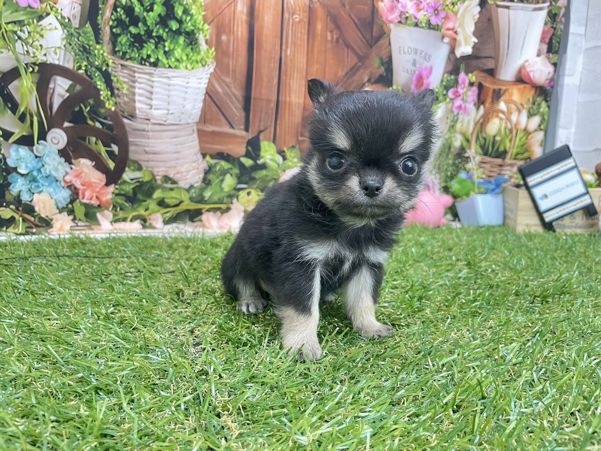 チワワ（ロングコート）