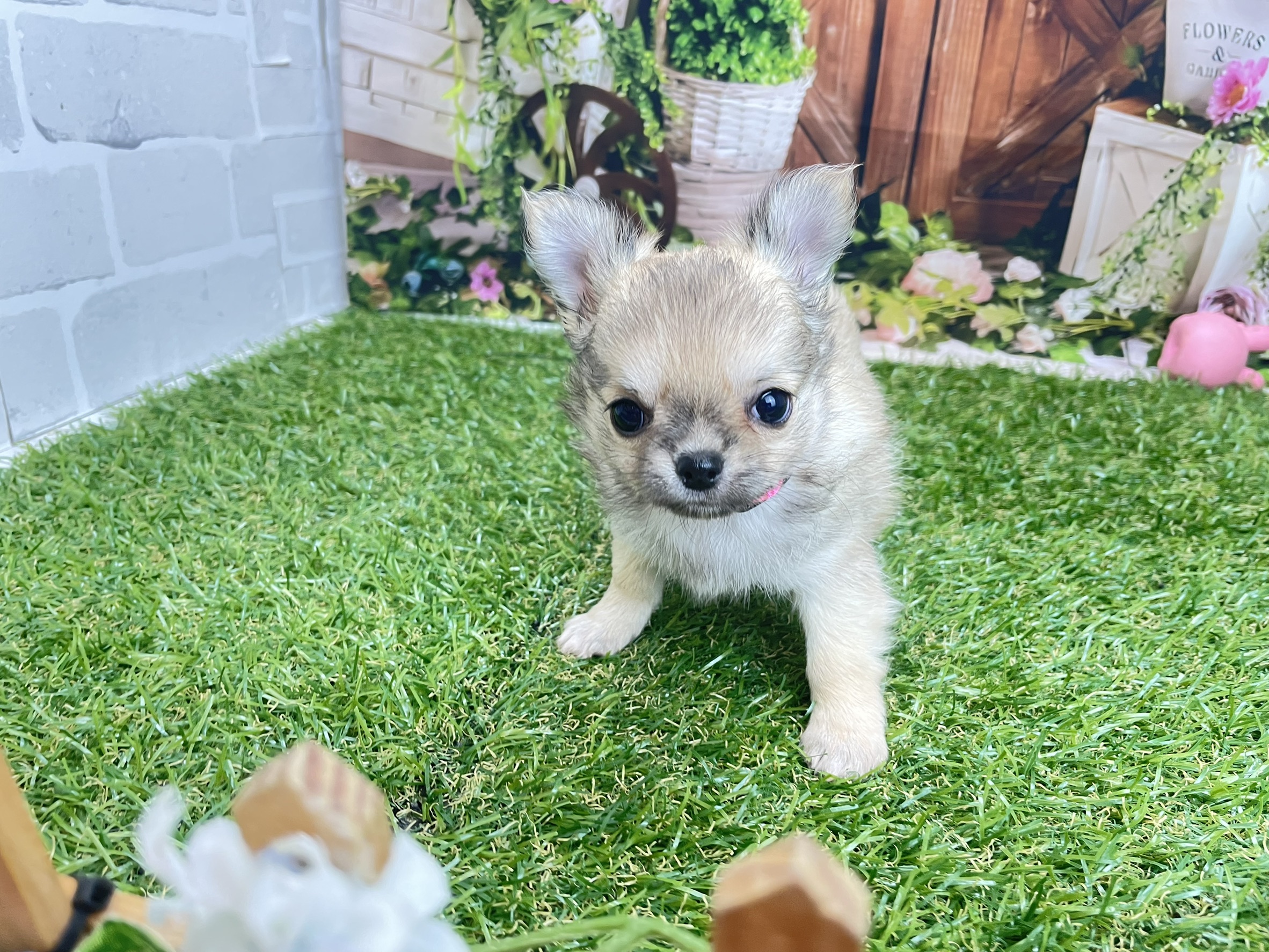 赤ちゃん写真3-1