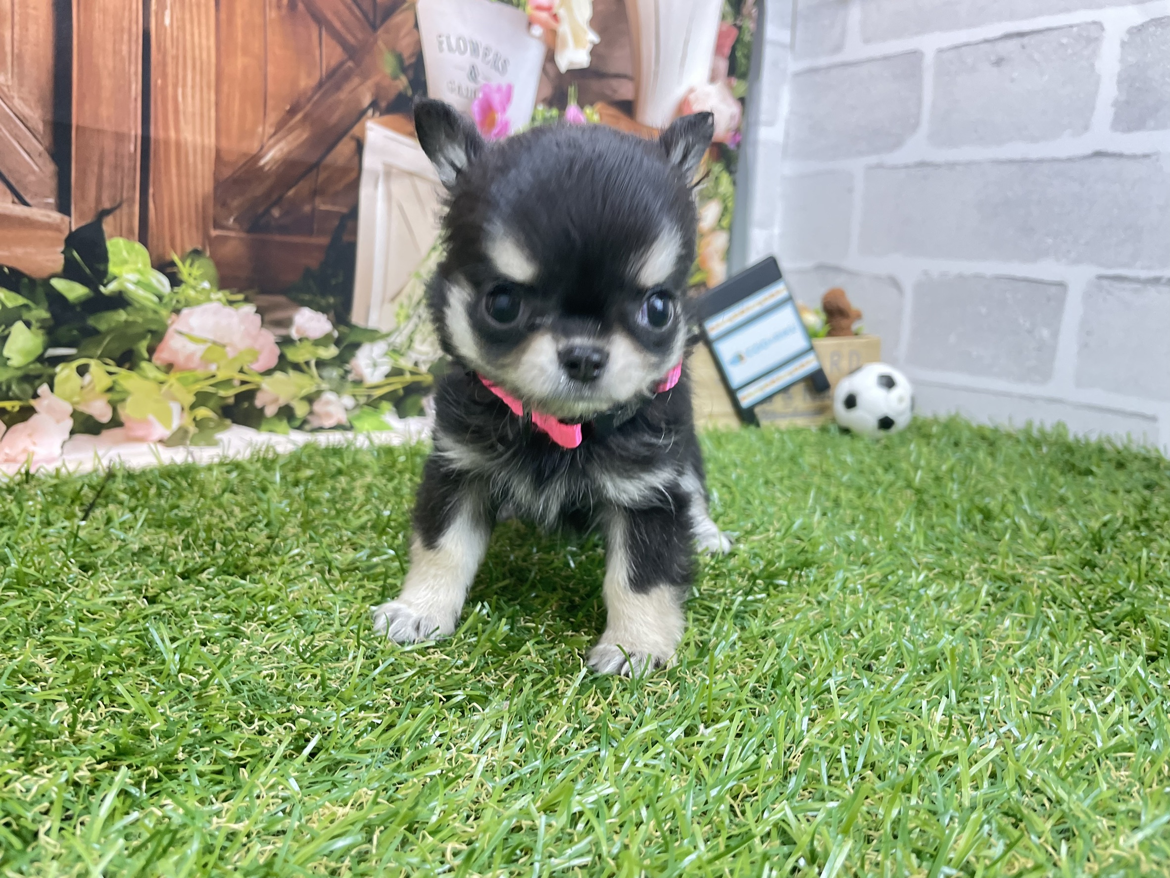 チワワ（ロングコート）