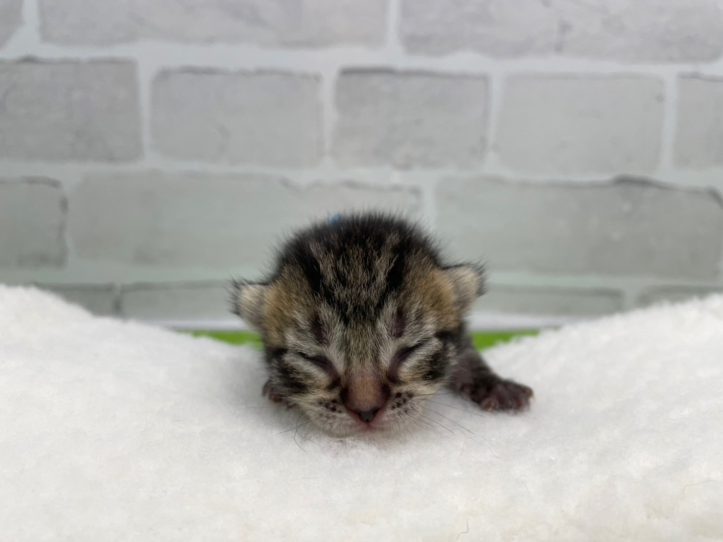 赤ちゃん写真1-1