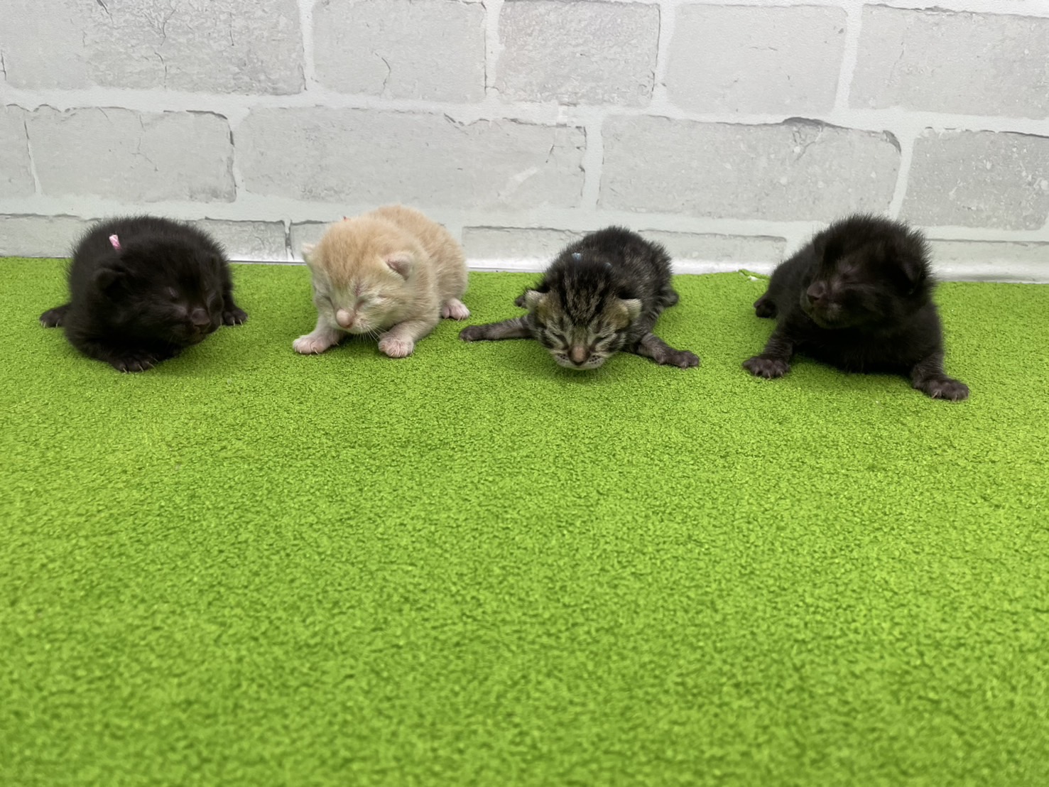 赤ちゃん写真1-3