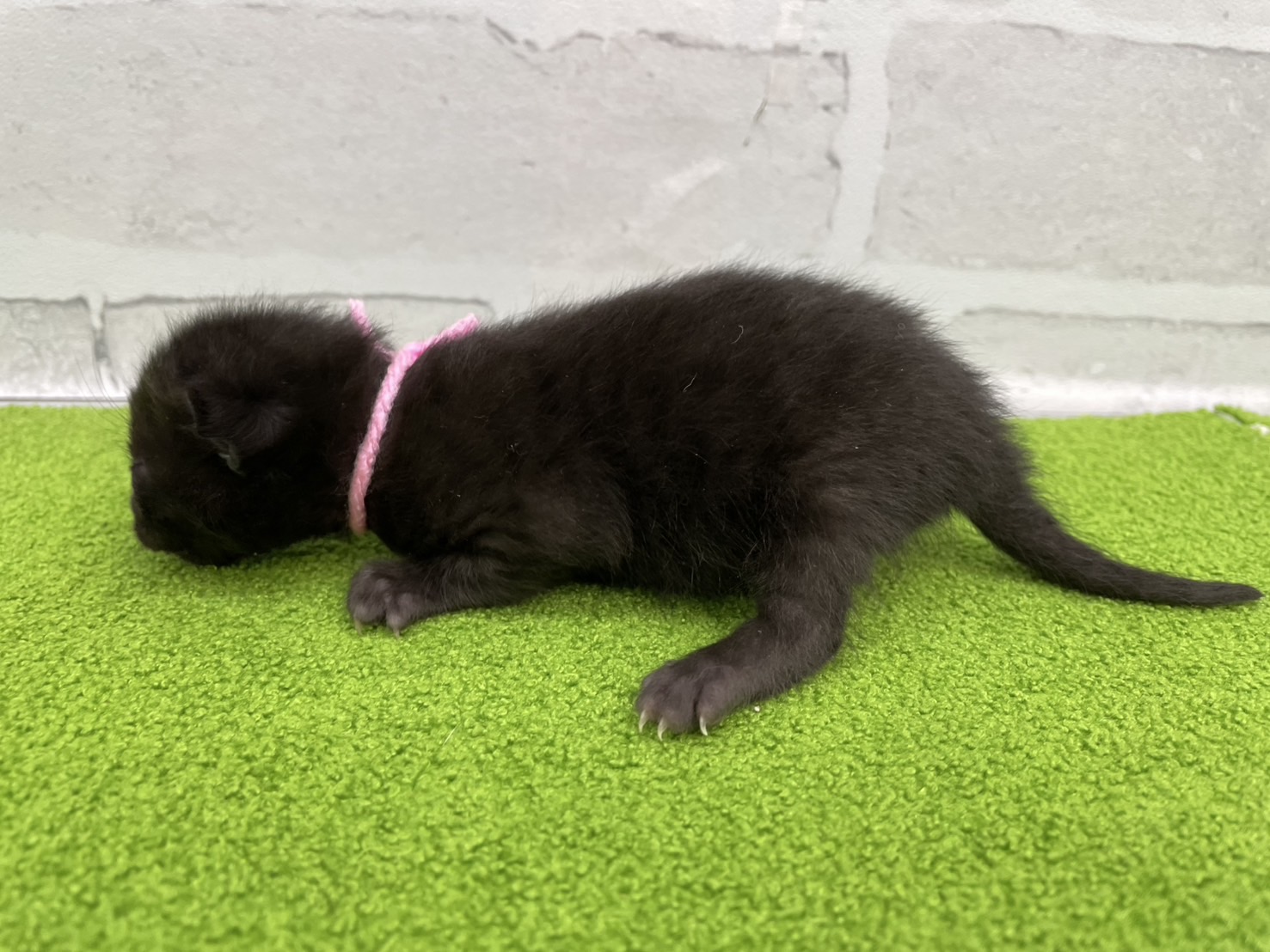 赤ちゃん写真1-2