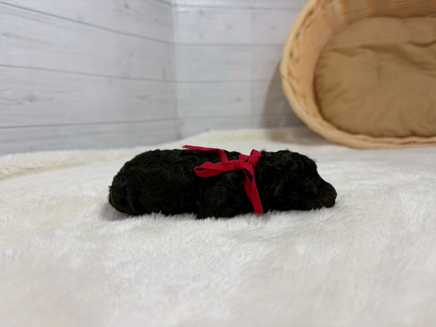 赤ちゃん写真1-2