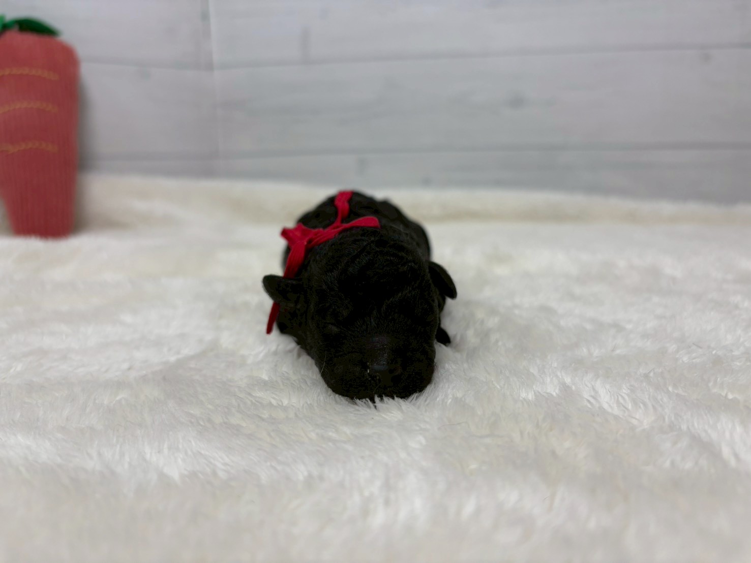 赤ちゃん写真1-1