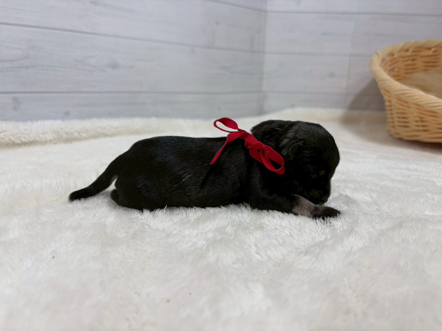 赤ちゃん写真1-2