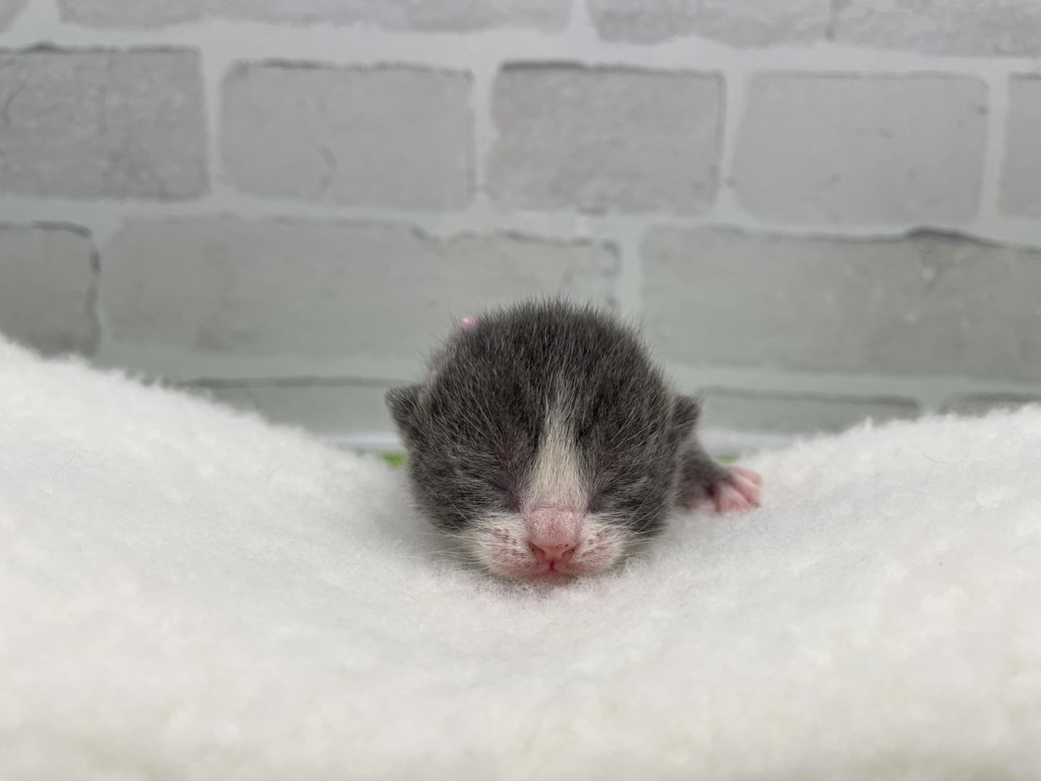 赤ちゃん写真1-1