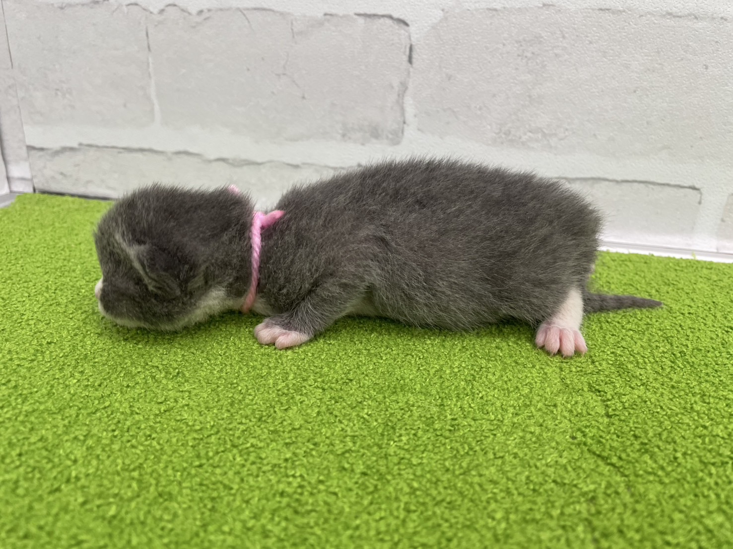 赤ちゃん写真1-2