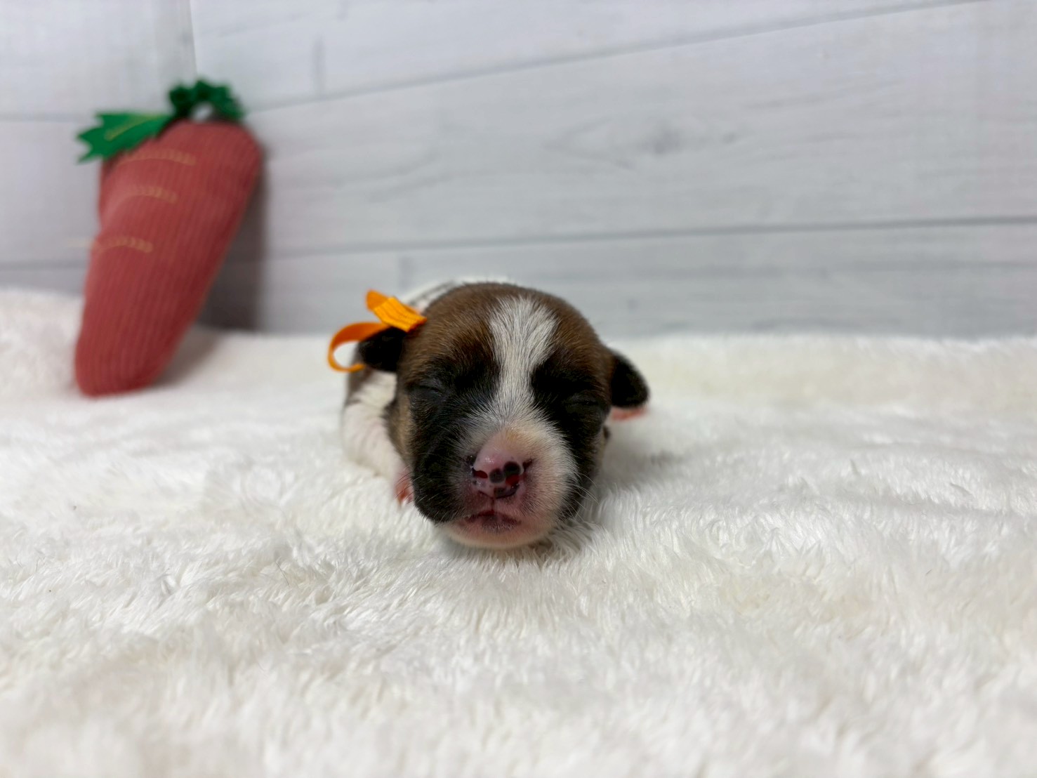 赤ちゃん写真1-1